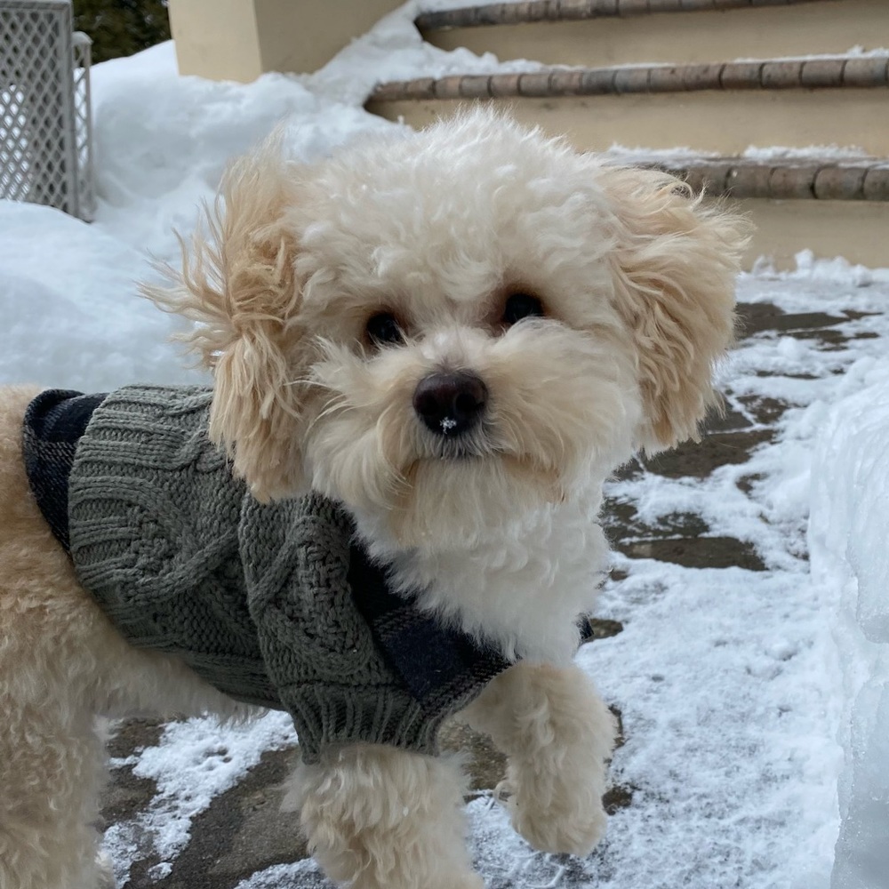 Meet your Posher, Alexa